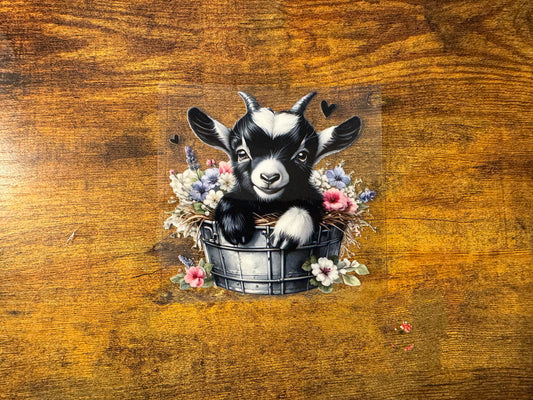 Goat