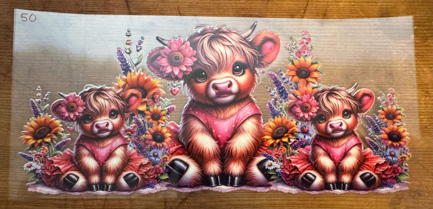 Cow 50