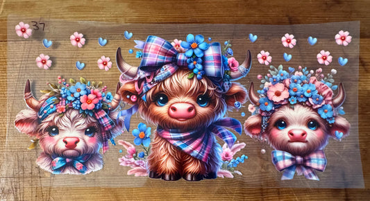 Cow 37