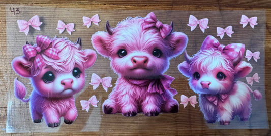 Cow 43